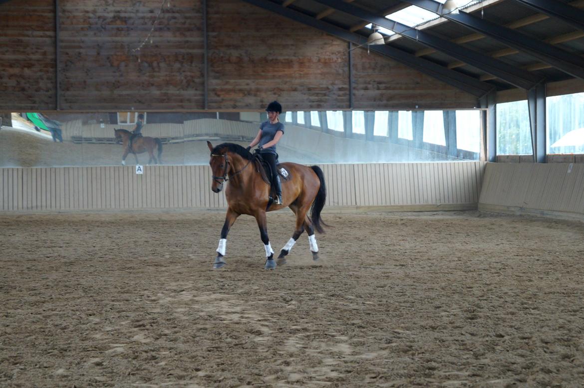 Dansk Varmblod Gipson billede 6