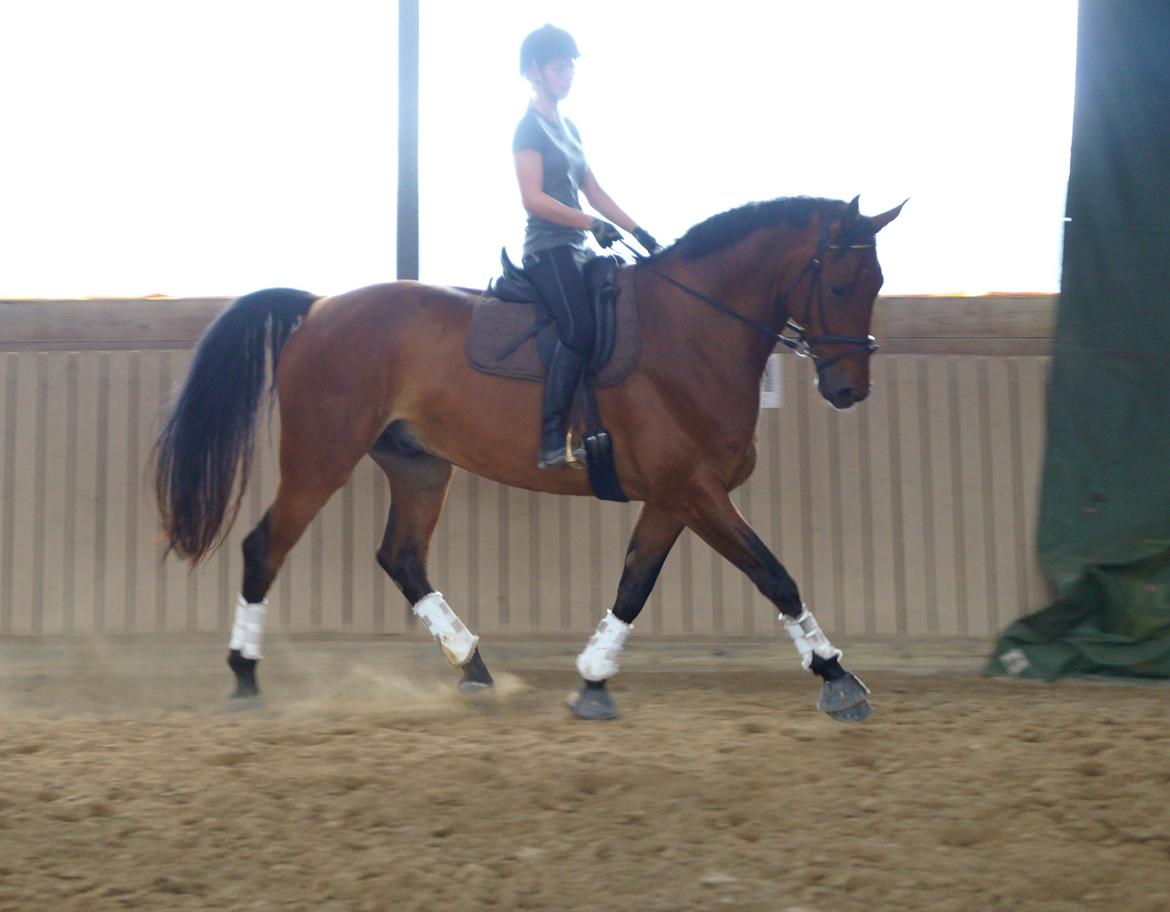 Dansk Varmblod Gipson billede 3