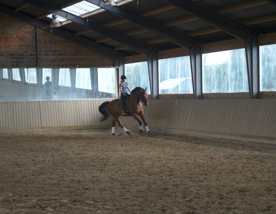 Dansk Varmblod Gipson billede 7