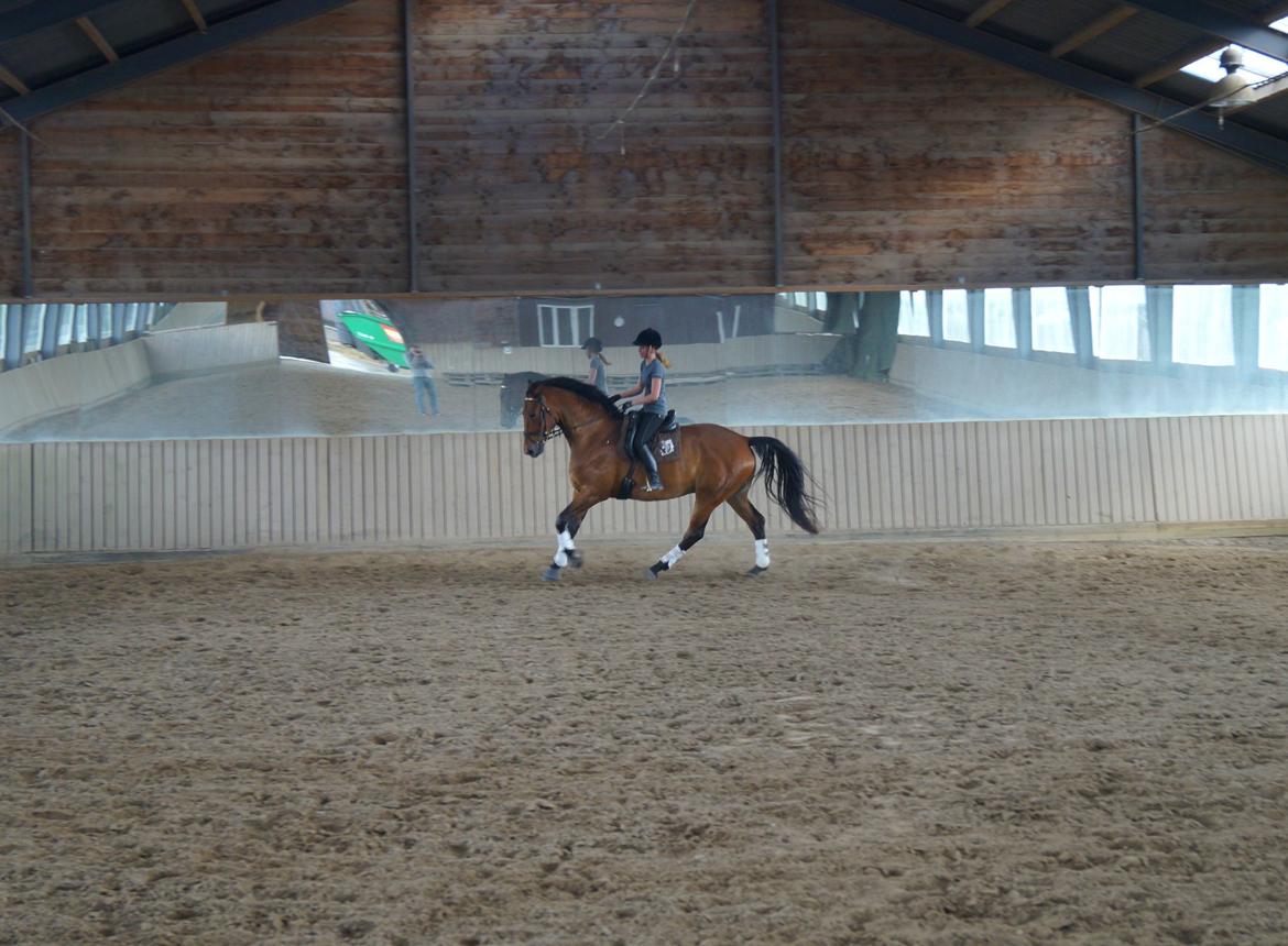 Dansk Varmblod Gipson billede 8