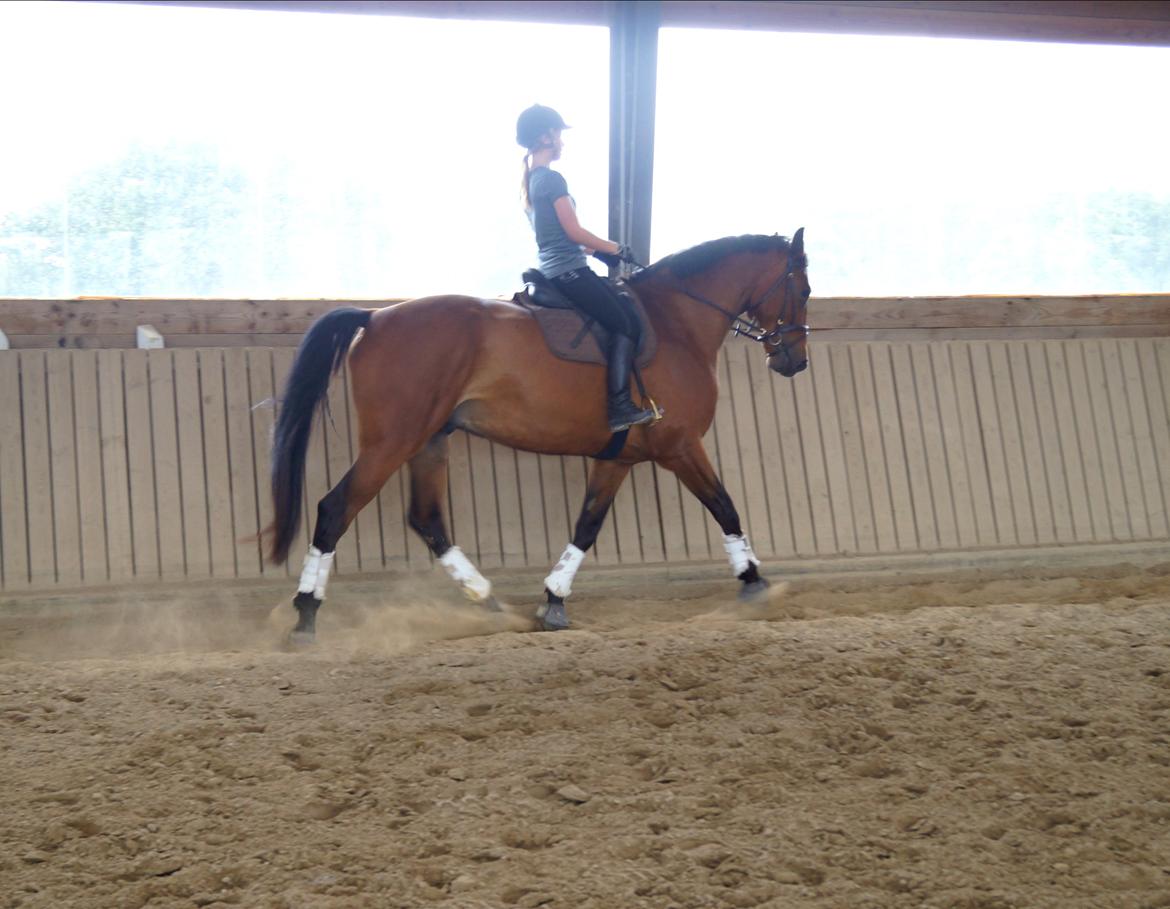 Dansk Varmblod Gipson billede 5