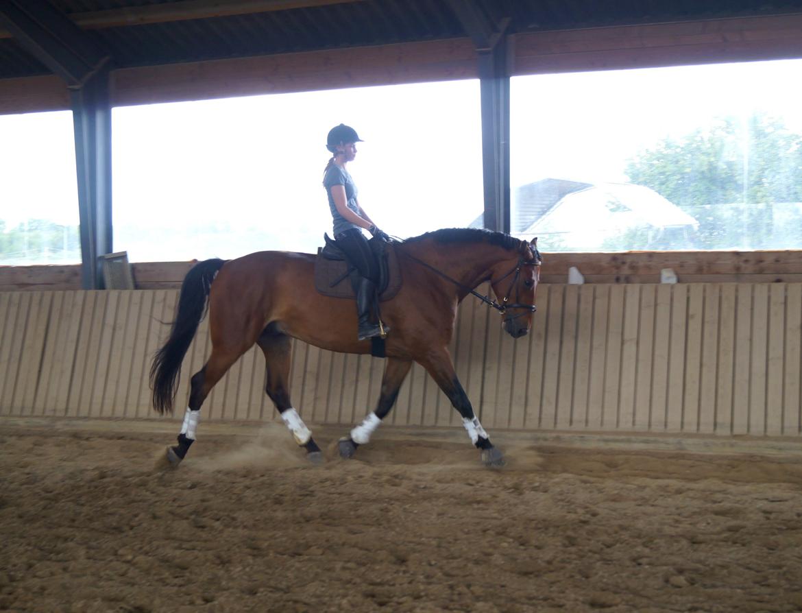 Dansk Varmblod Gipson billede 10