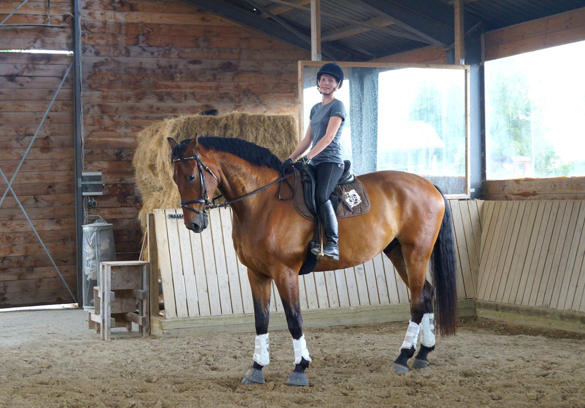 Dansk Varmblod Gipson billede 2