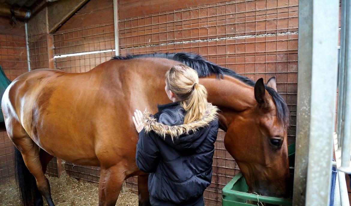 Dansk Varmblod Gipson billede 11