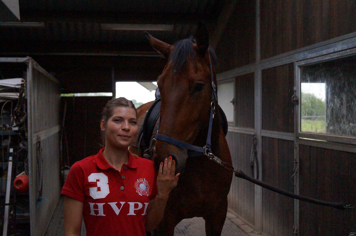 Dansk Varmblod Gipson billede 12