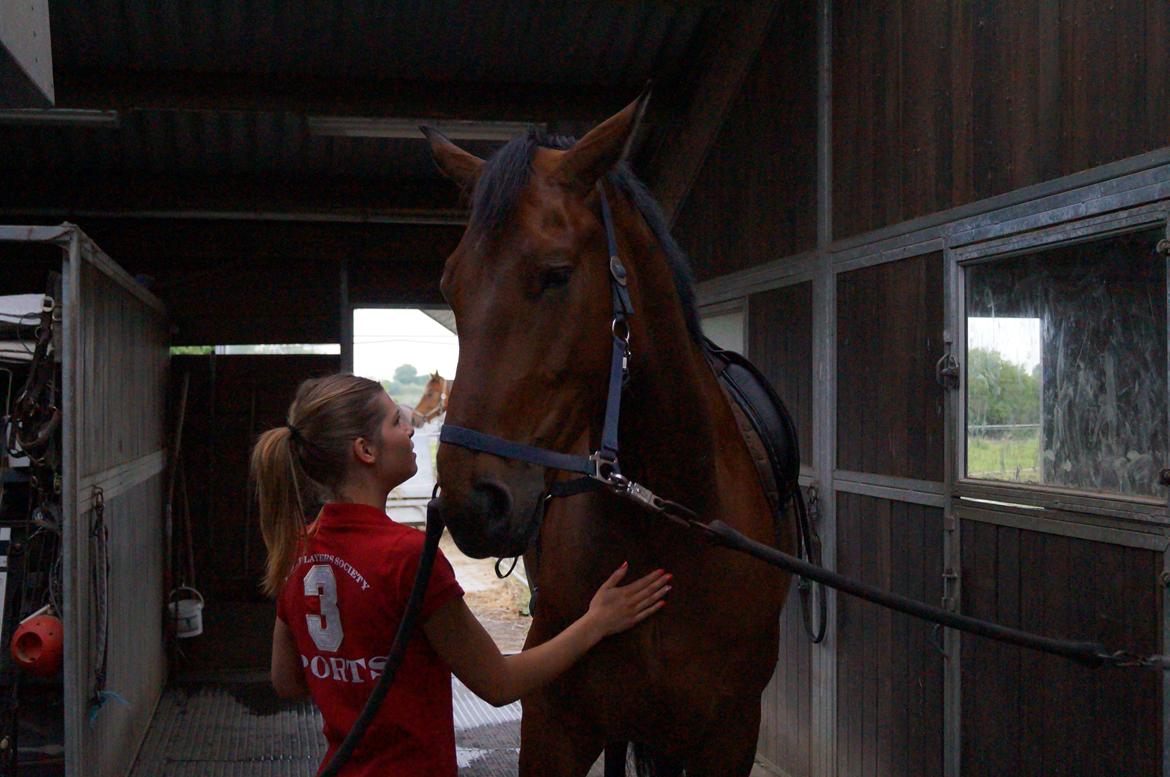 Dansk Varmblod Gipson billede 13