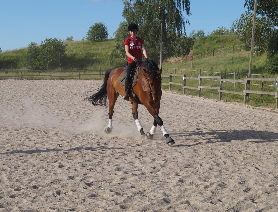 Dansk Varmblod Gipson billede 14