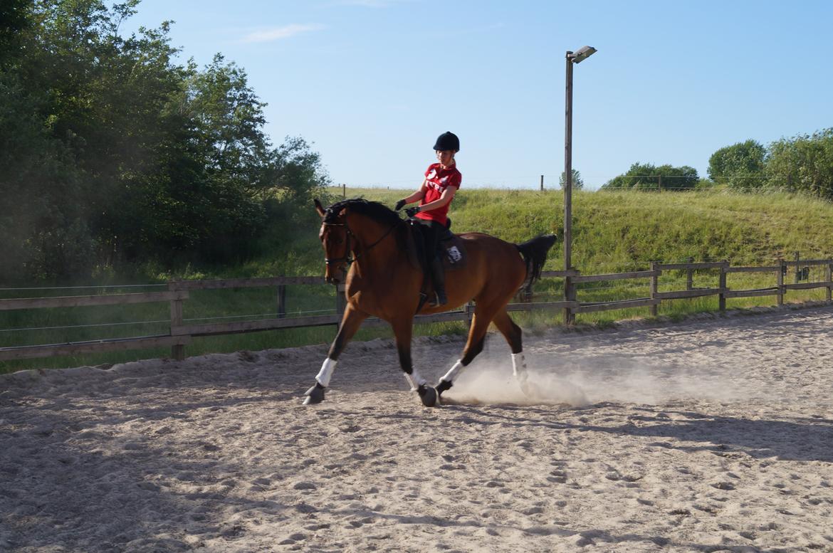 Dansk Varmblod Gipson billede 15