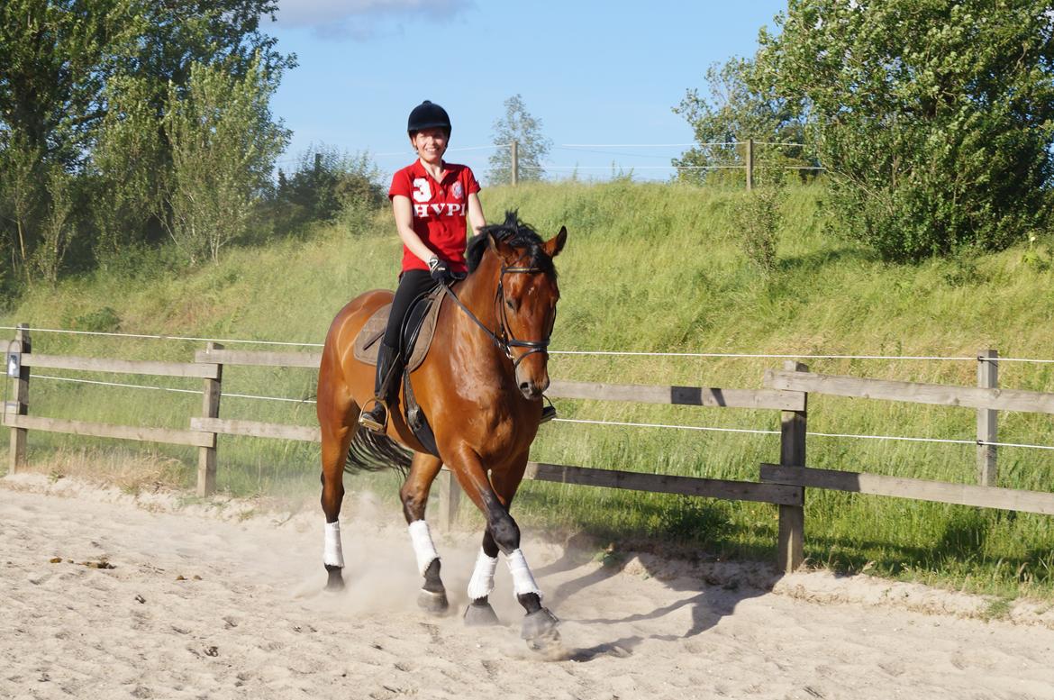 Dansk Varmblod Gipson billede 16