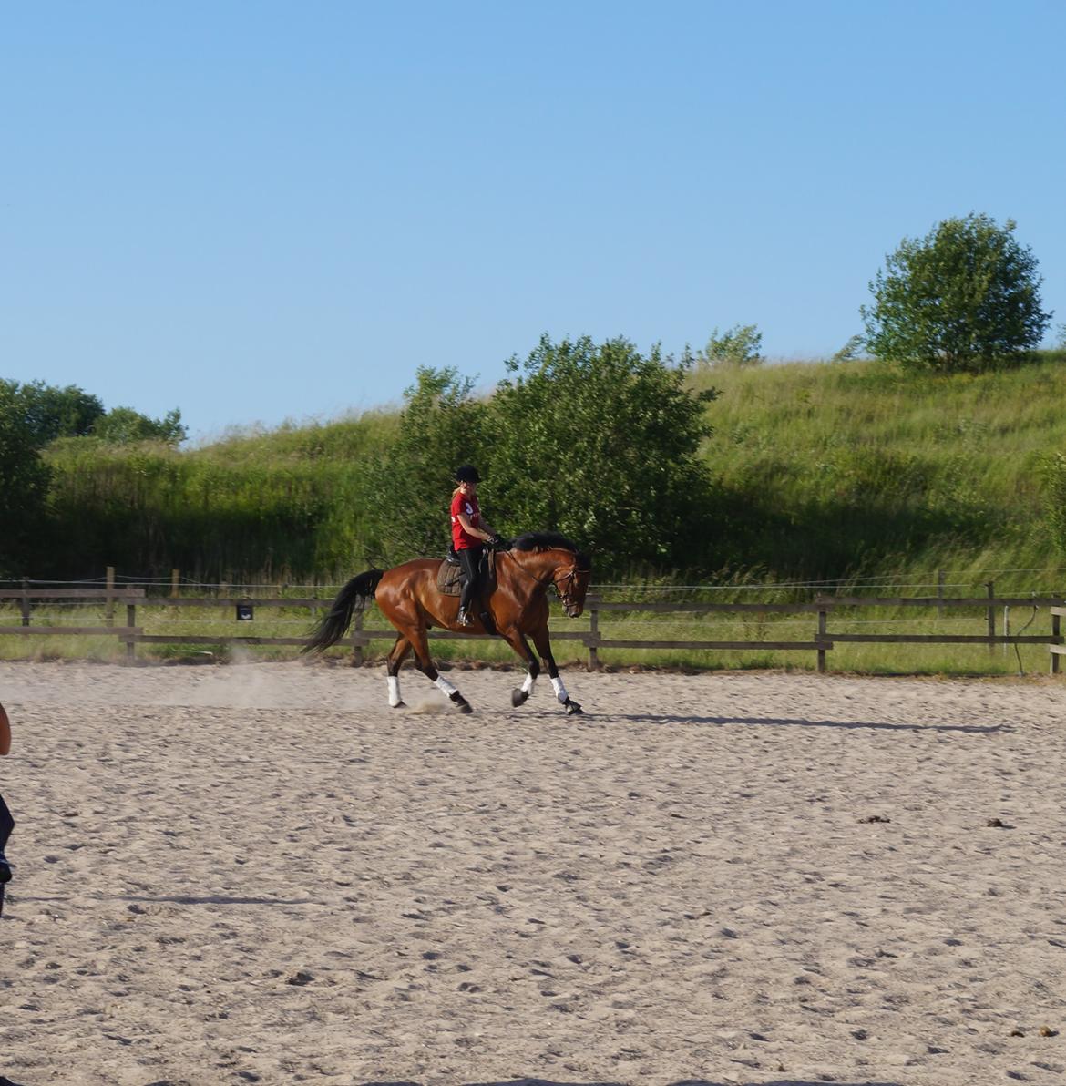 Dansk Varmblod Gipson billede 17