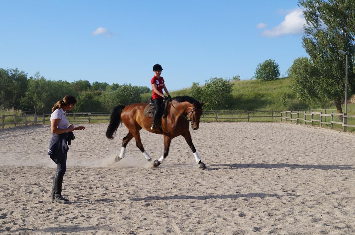 Dansk Varmblod Gipson billede 18