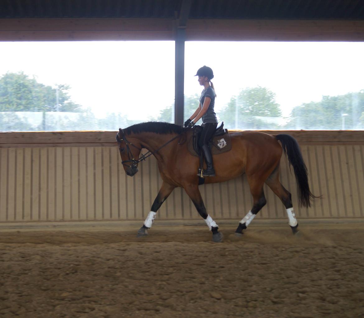 Dansk Varmblod Gipson billede 9