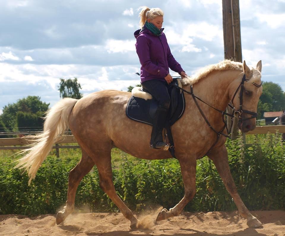 Palomino Frønsen - så fin er hun blevet :-) billede 18