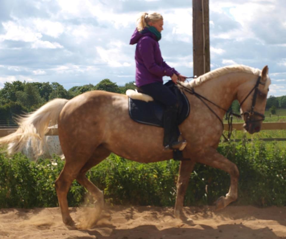 Palomino Frønsen - lige lidt trav på min dejlige pige <3 billede 3