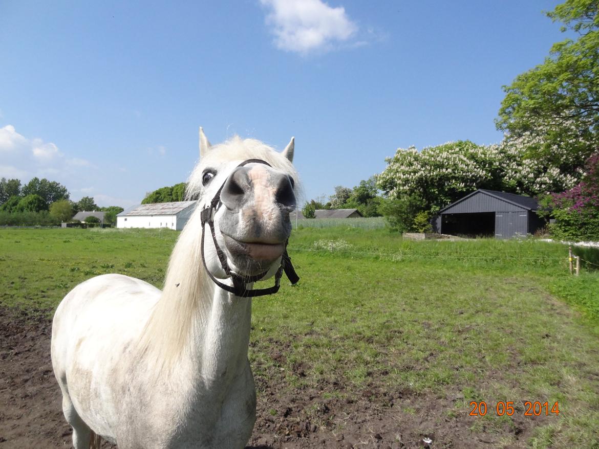 Anden særlig race Turgon - Kun en lille smule skræmmende :P billede 22