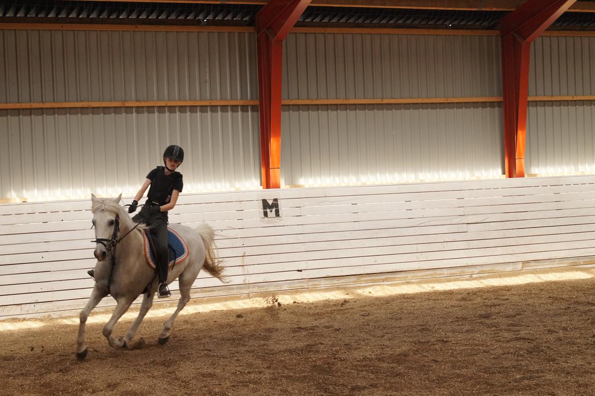 Anden særlig race Turgon - Galop til undervisning<3 billede 23