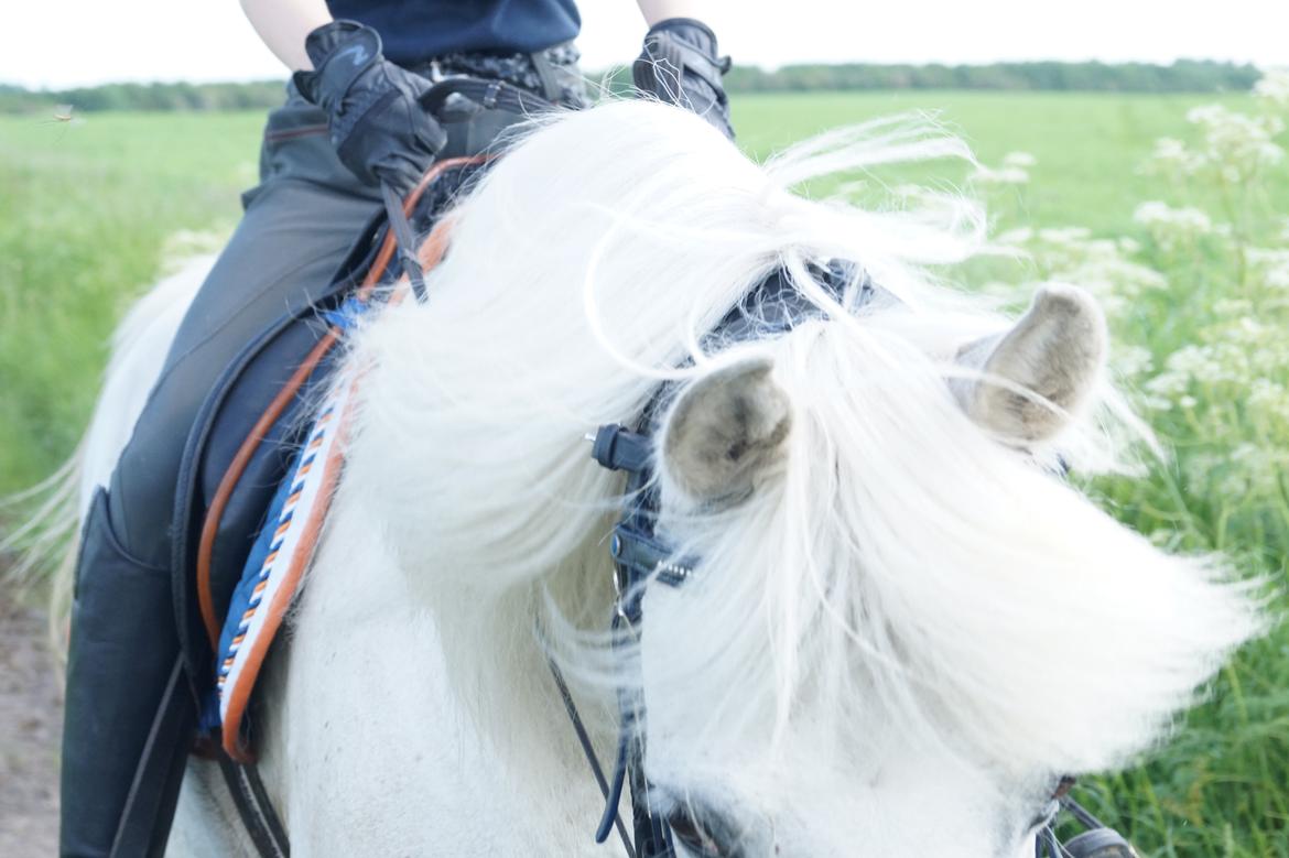 Anden særlig race Turgon billede 25