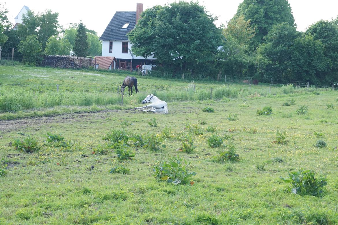 Anden særlig race Turgon - Dejligt at rulle sig, når man sveder<3 billede 27
