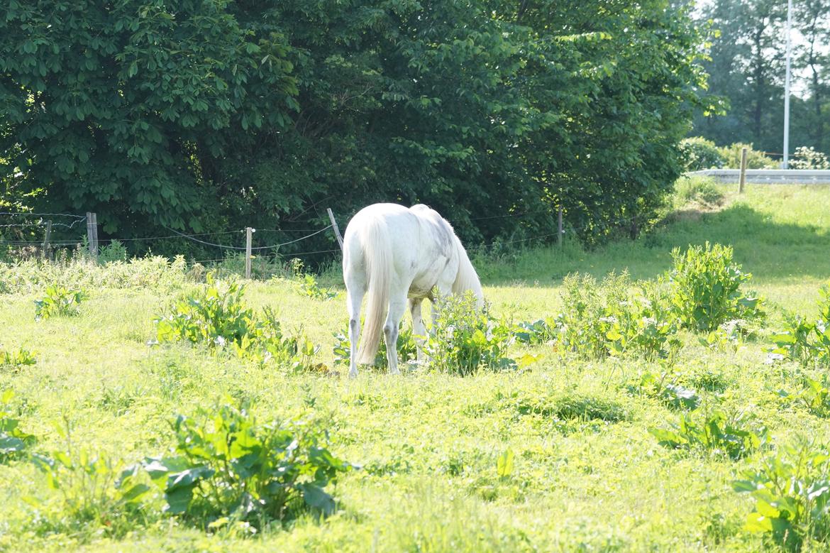 Anden særlig race Turgon - Mad, mad, mad :P billede 29