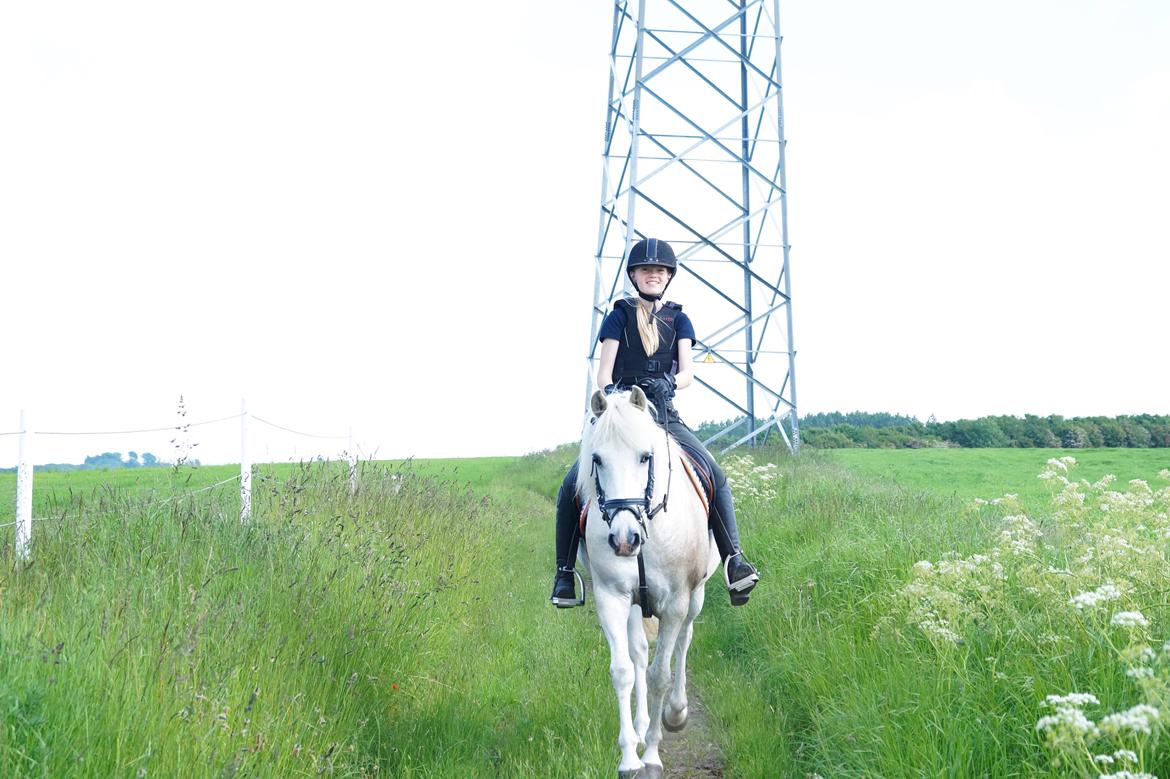 Anden særlig race Turgon billede 2