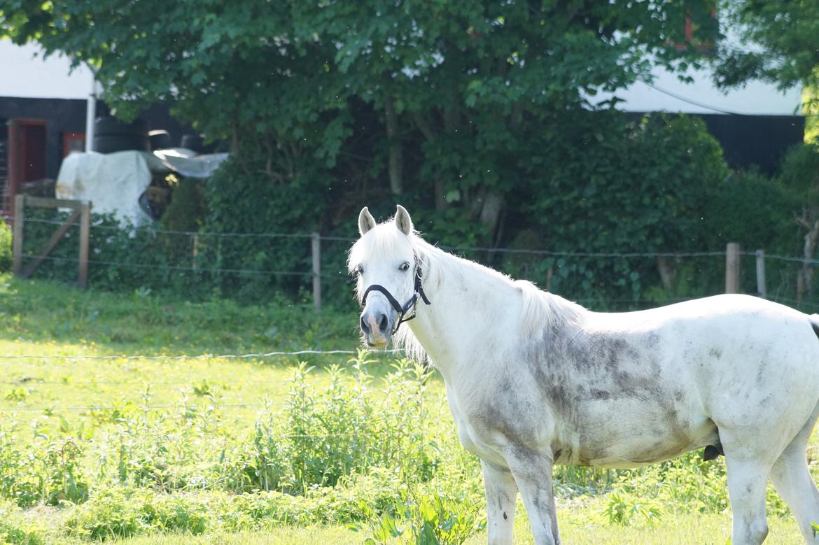 Anden særlig race Turgon - Min smukke beskidte pony<3 billede 32