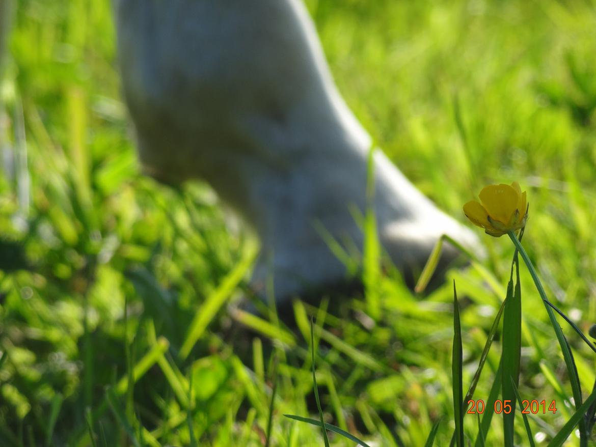 Anden særlig race Turgon - Ingen hov, ingen hest<3 billede 30