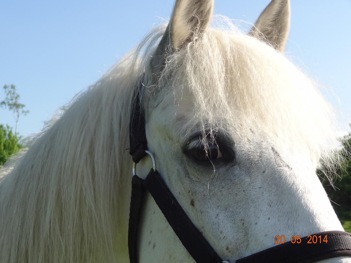 Anden særlig race Turgon - Velkommen til Turgons profil<3 billede 1