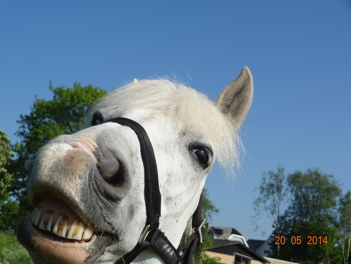 Anden særlig race Turgon - Smil, det smitter!<3 billede 31