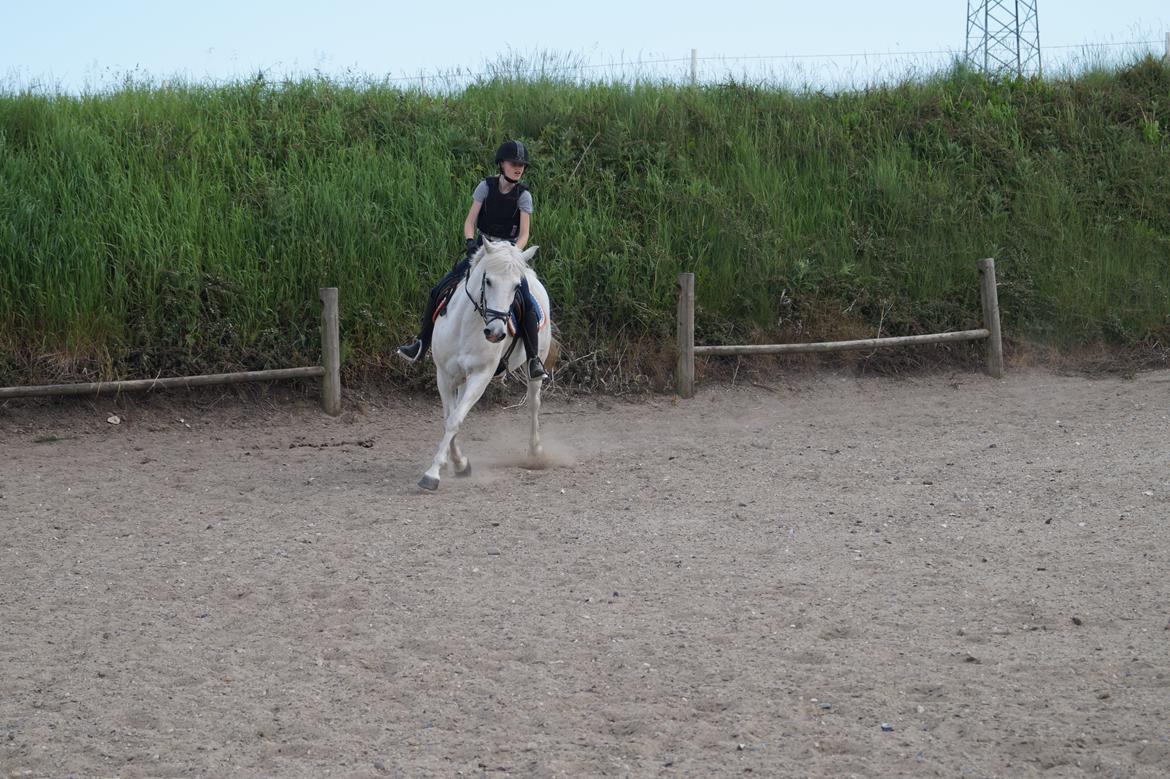 Anden særlig race Turgon billede 4