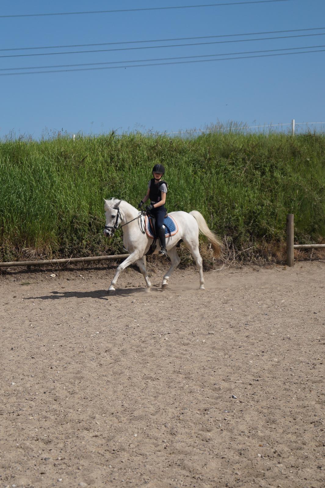 Anden særlig race Turgon - Min yndling!<3 billede 35