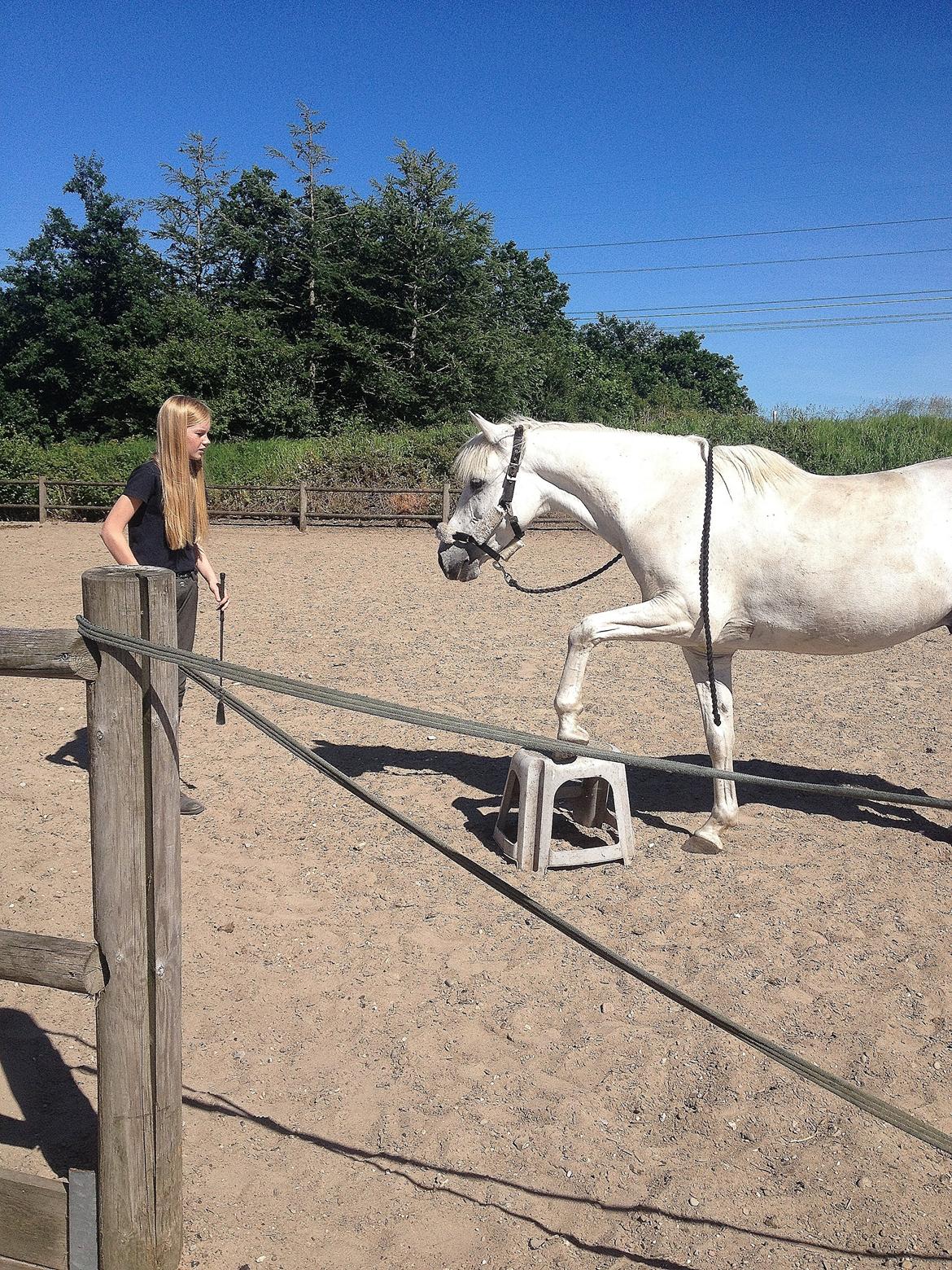 Anden særlig race Turgon - Det var meningen vi skulle træne indparkering, men så begyndte han på det her...<3 billede 36