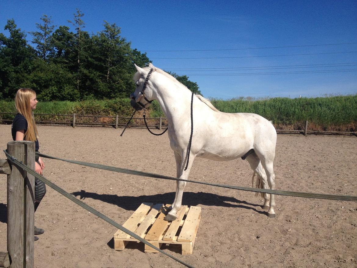 Anden særlig race Turgon billede 21