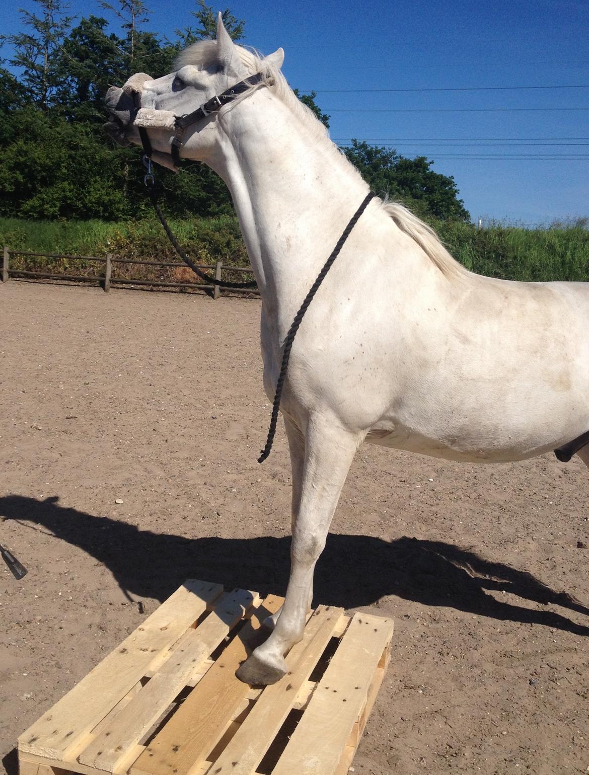 Anden særlig race Turgon - Palletræning<3 billede 19