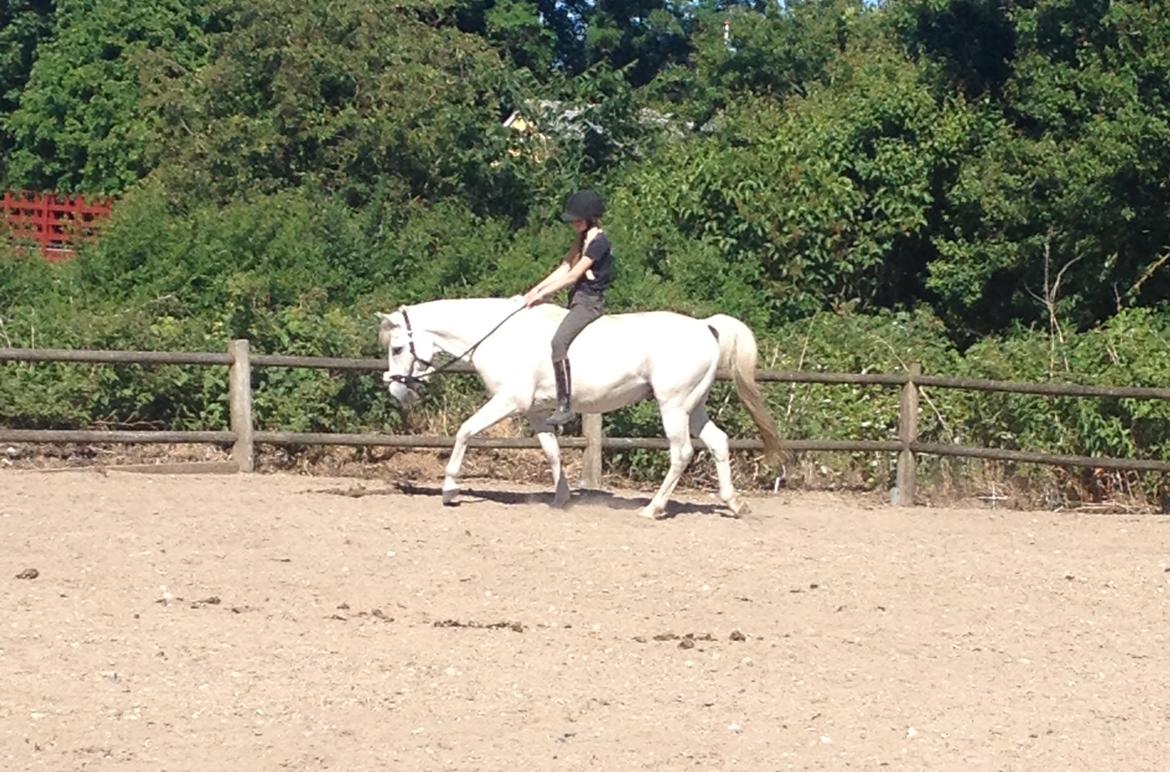 Anden særlig race Turgon - Ridning kun i grime<3 billede 39