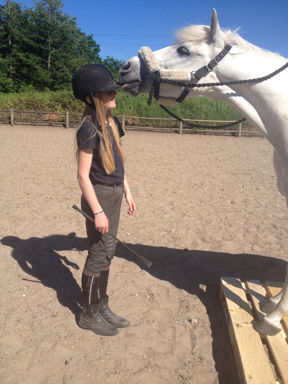 Anden særlig race Turgon - Hattetræning<3 billede 42