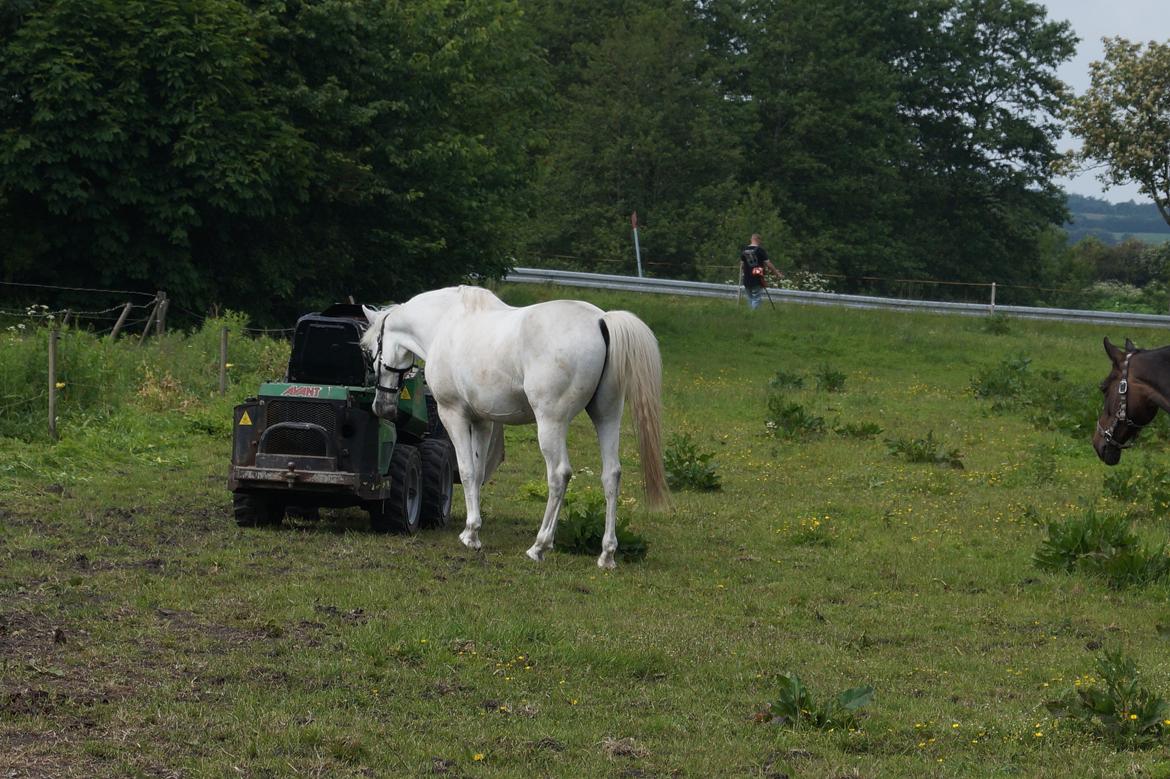 Anden særlig race Turgon - Hvad er det dog for en underlig ting, der står ude på folden? billede 37