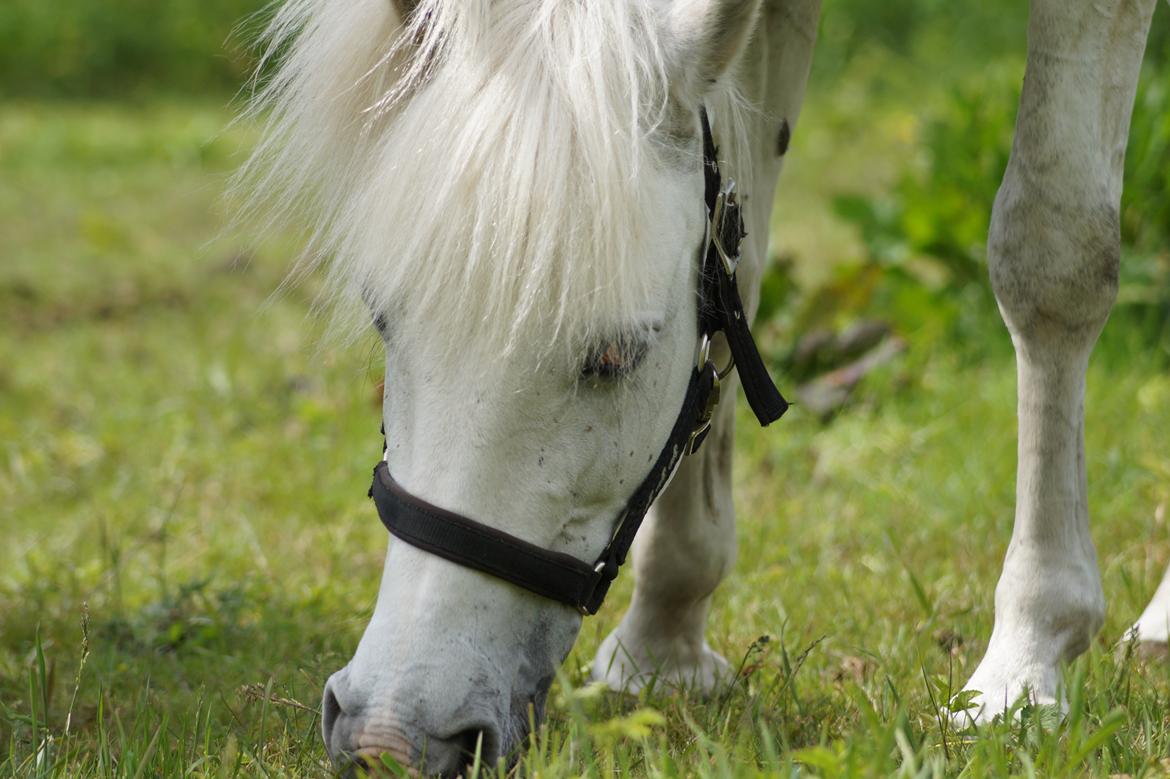 Anden særlig race Turgon - Græs er det bedste! billede 41