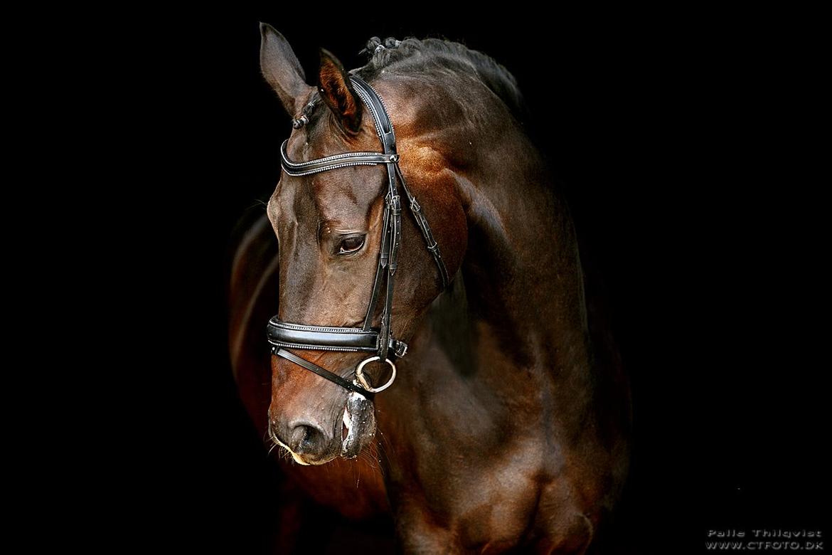 Dansk Varmblod A Romanze(Roma) billede 1