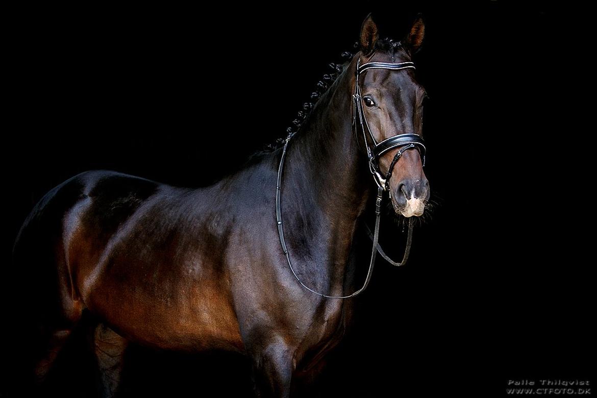 Dansk Varmblod A Romanze(Roma) billede 20