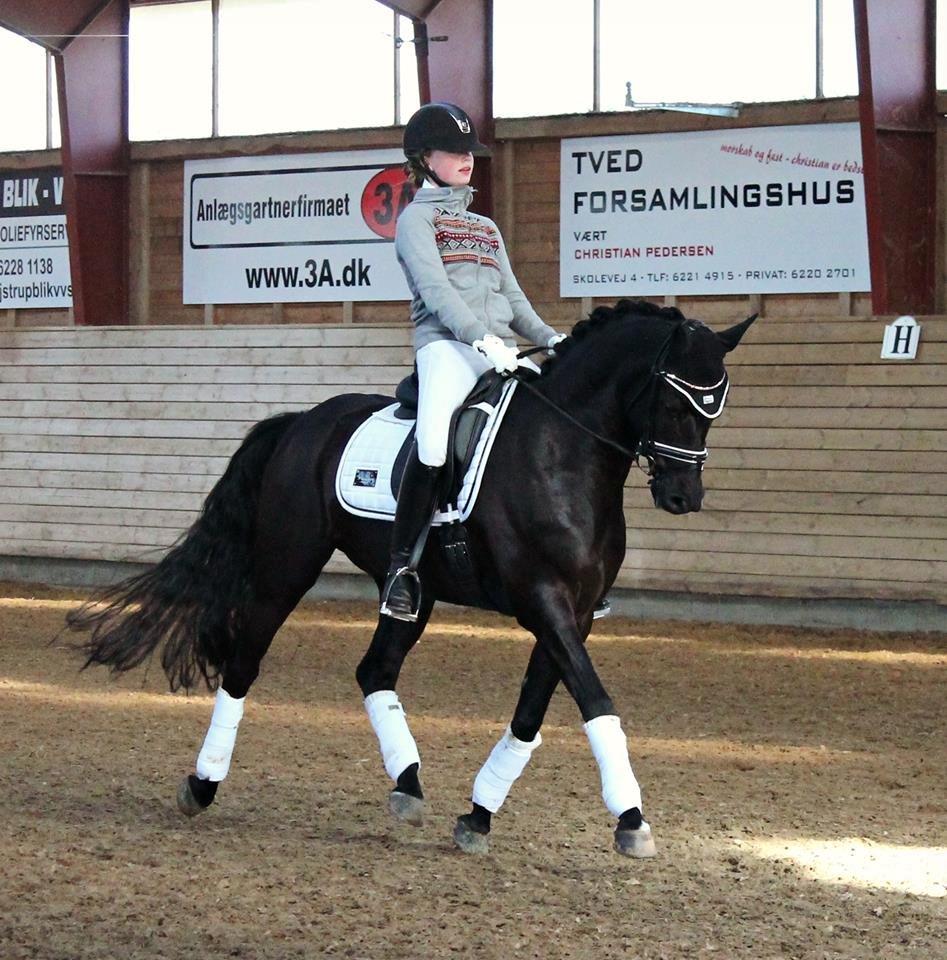 Tysk Sportspony VICTORY A-pony SOLGT billede 12