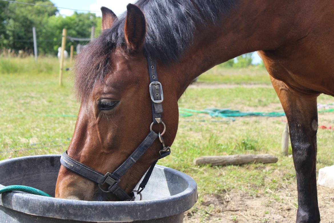 Anden særlig race Charley billede 7
