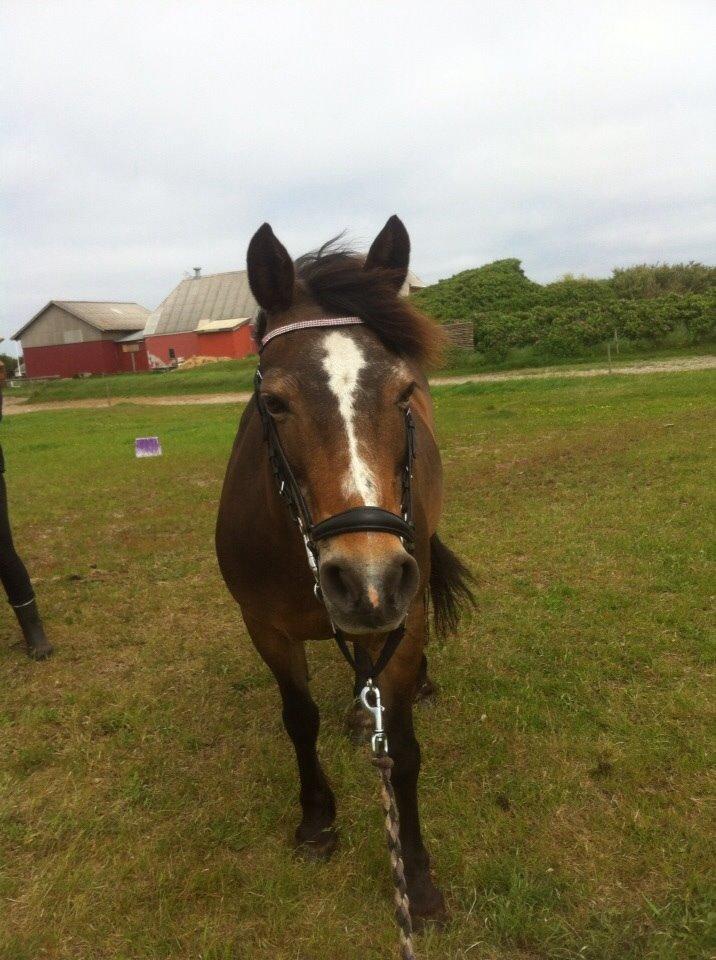 Anden særlig race Bonnie <3 billede 8