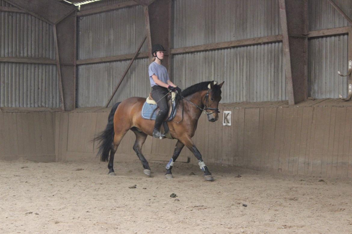 Anden særlig race Charley billede 15