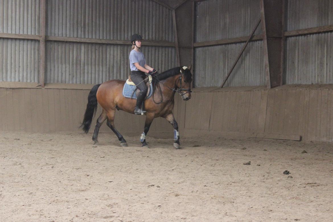 Anden særlig race Charley billede 6