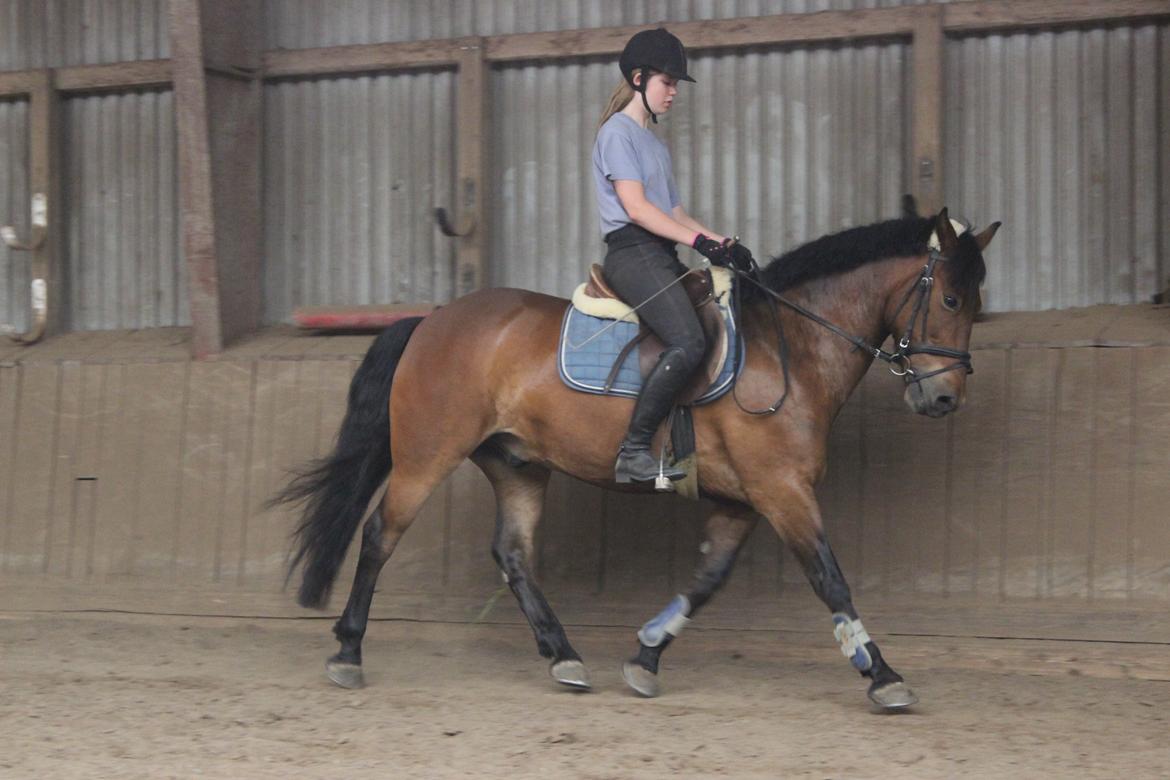 Anden særlig race Charley billede 11