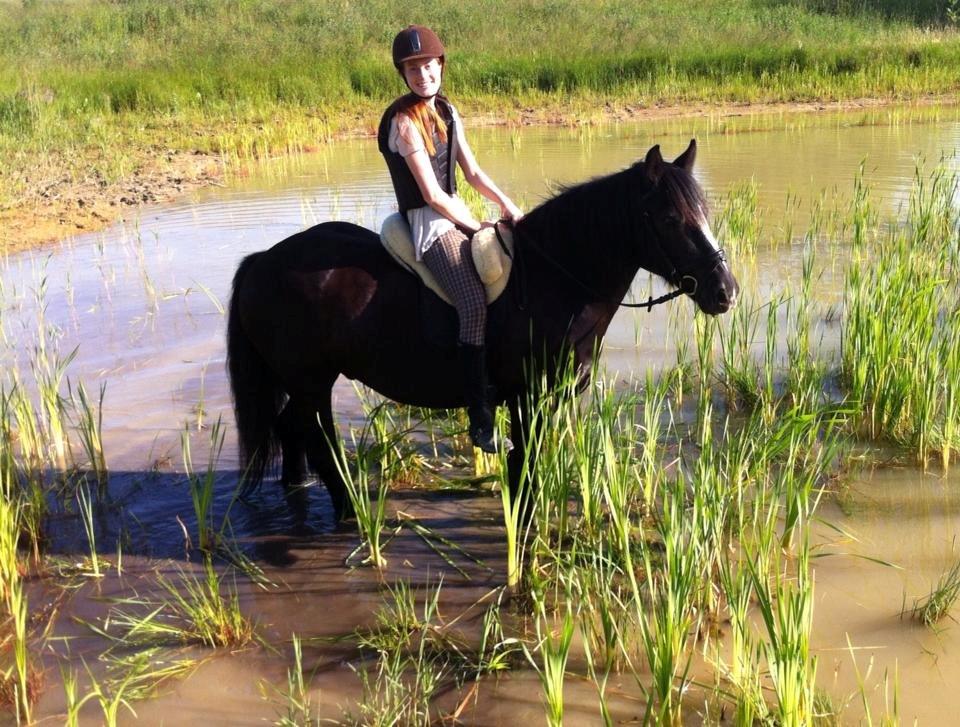 Irish Cob Sir Tonga billede 1