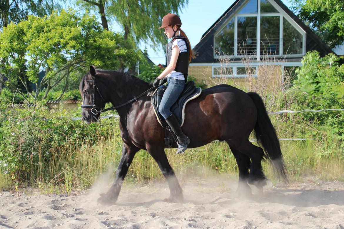 Irish Cob Sir Tonga billede 5