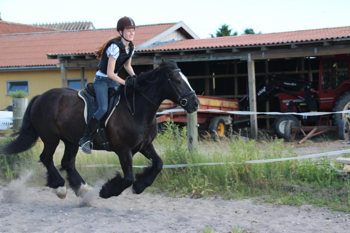 Irish Cob Sir Tonga billede 6