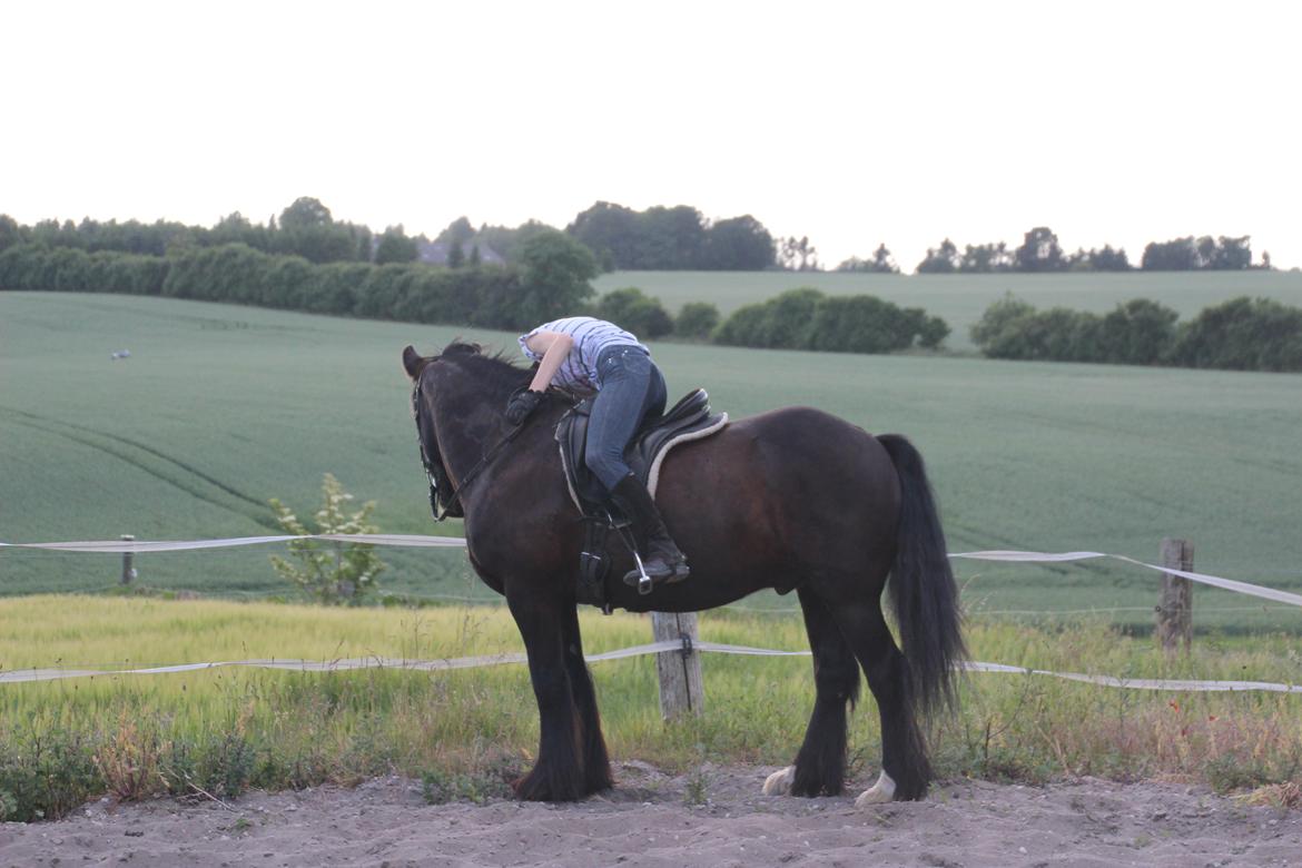 Irish Cob Sir Tonga billede 7