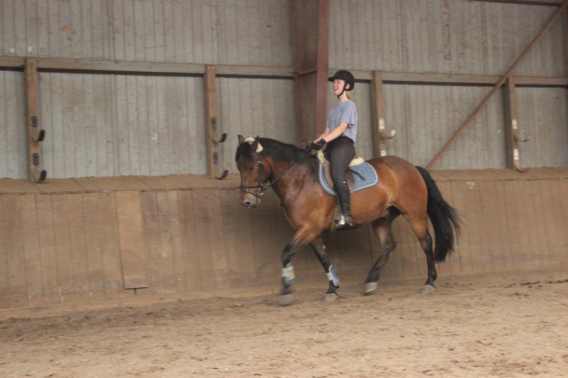 Anden særlig race Charley billede 17